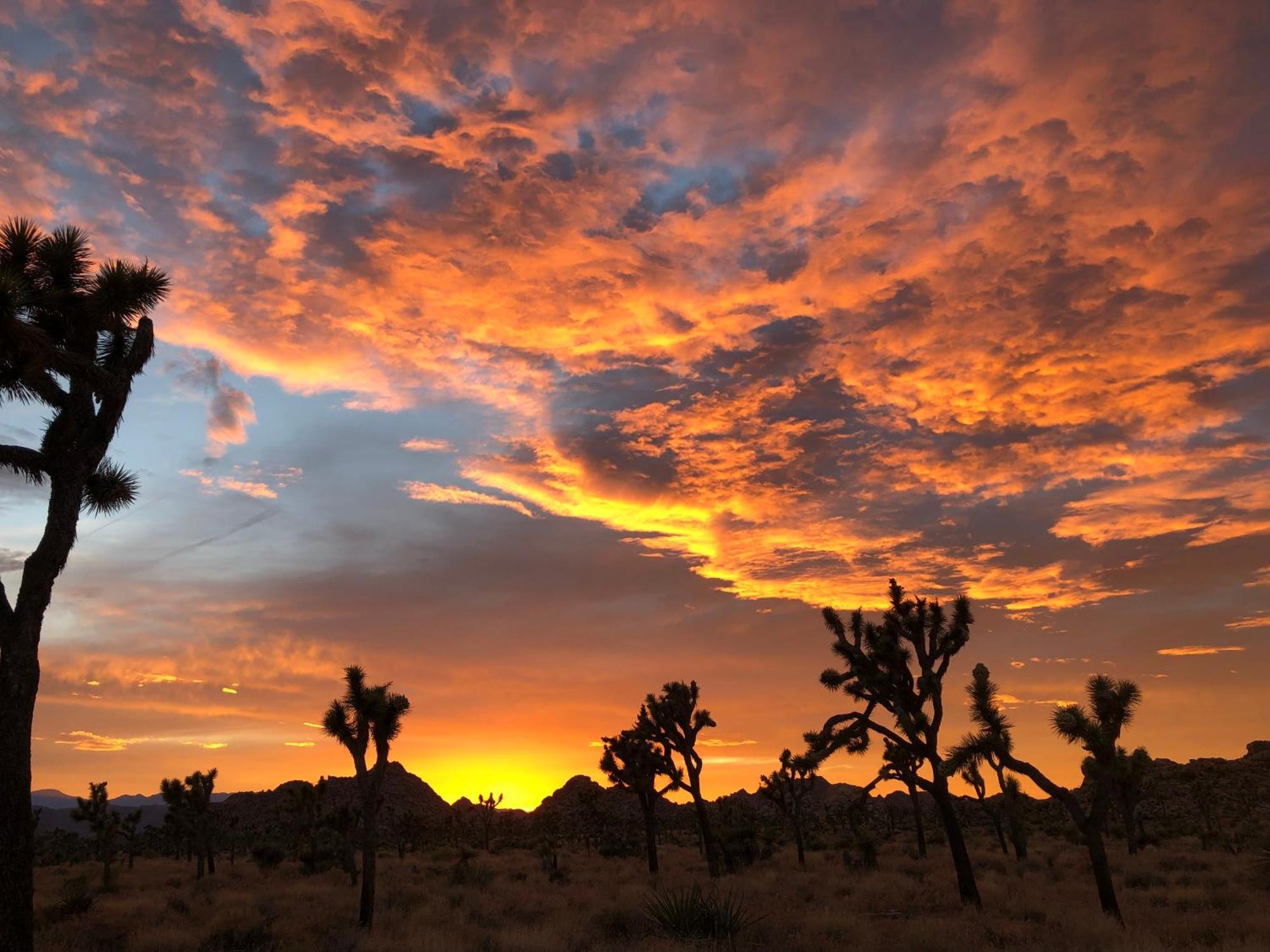 Cozy Desert Retreat With Amazing Views Only 4 Miles To Jtnp Джошуа-Три Экстерьер фото
