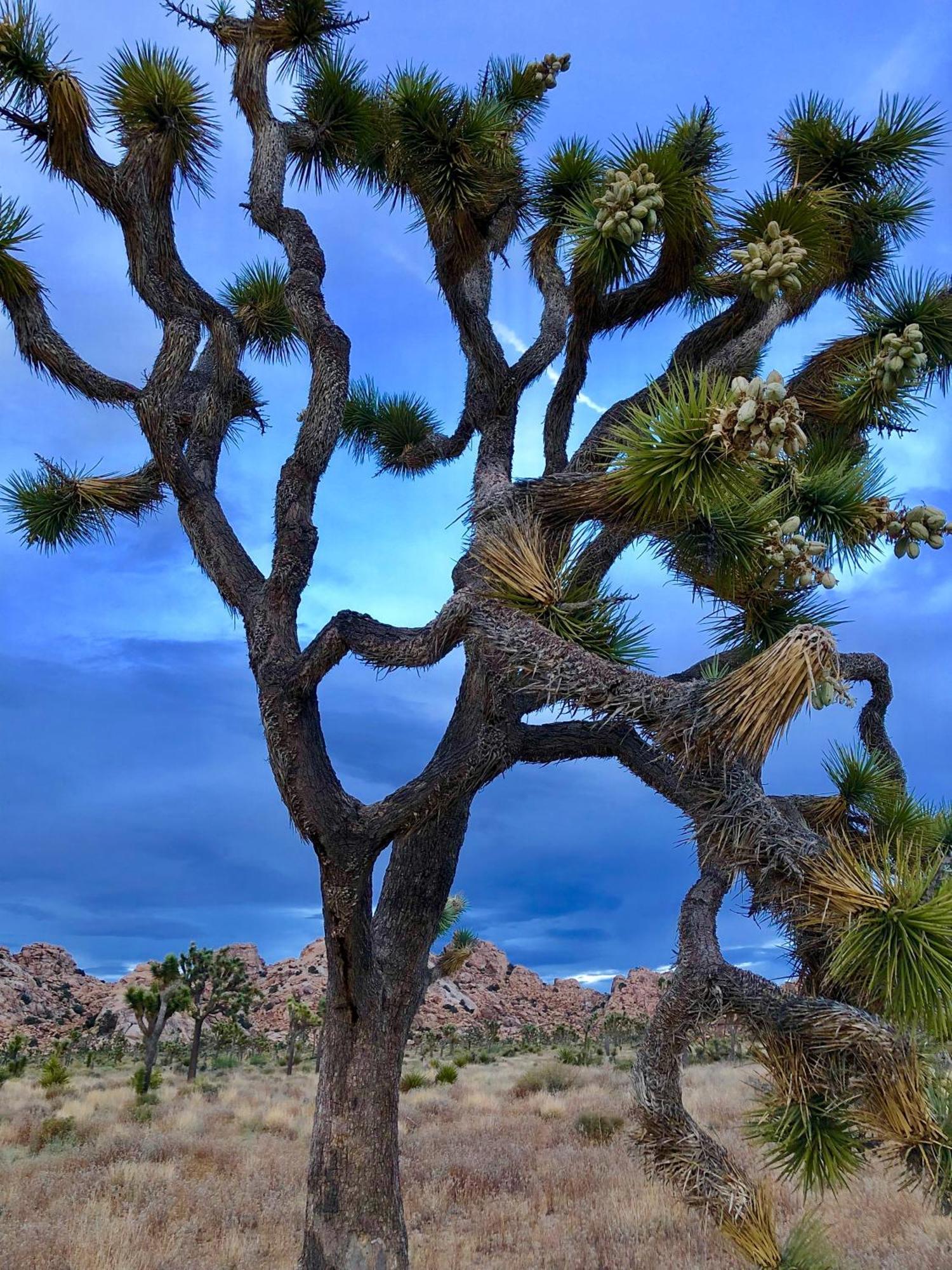 Cozy Desert Retreat With Amazing Views Only 4 Miles To Jtnp Джошуа-Три Экстерьер фото