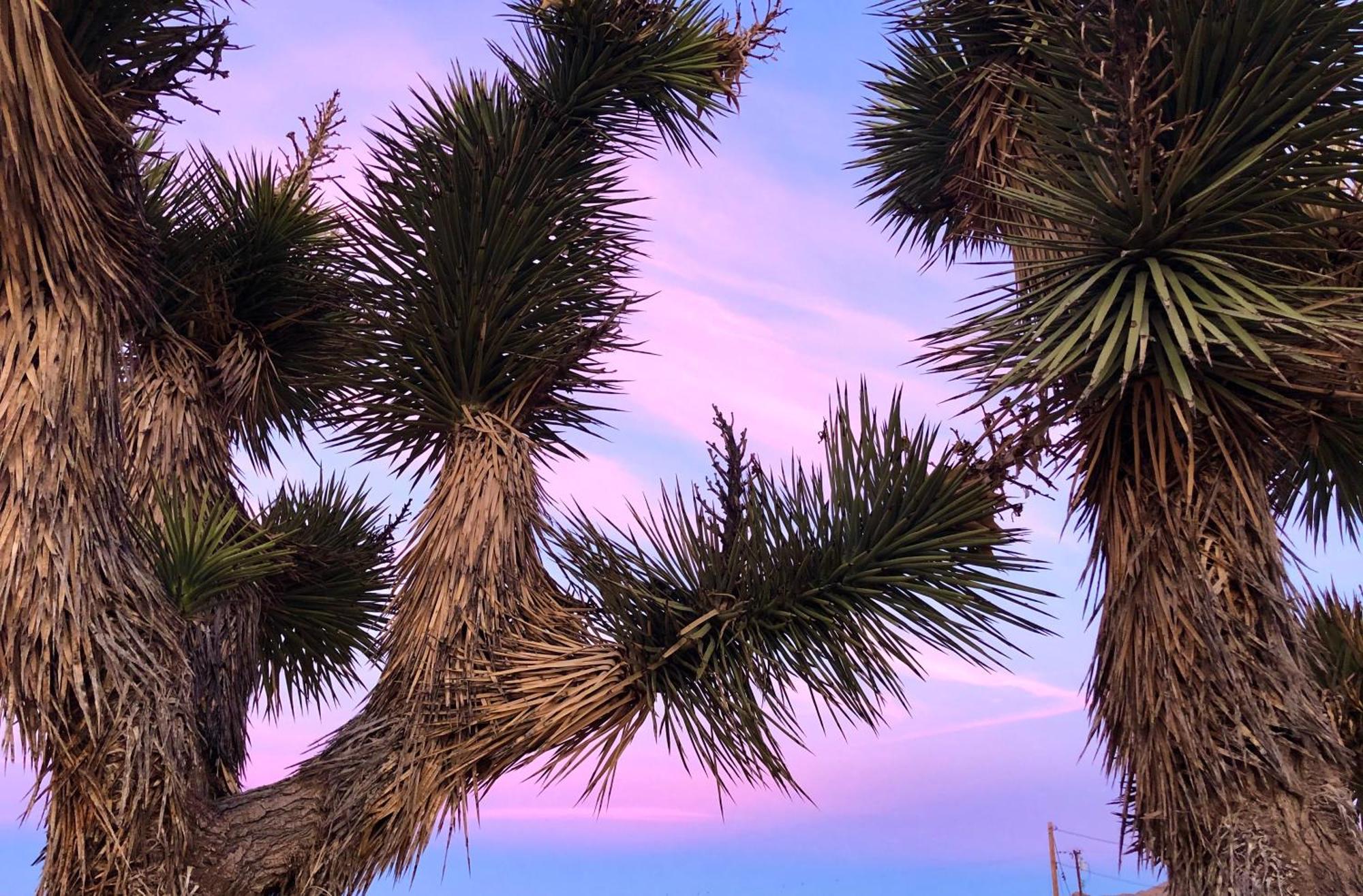 Cozy Desert Retreat With Amazing Views Only 4 Miles To Jtnp Джошуа-Три Экстерьер фото